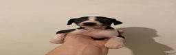 Italian Greyhound dogs for sale: Italian greyhound pups  - Advert 5
