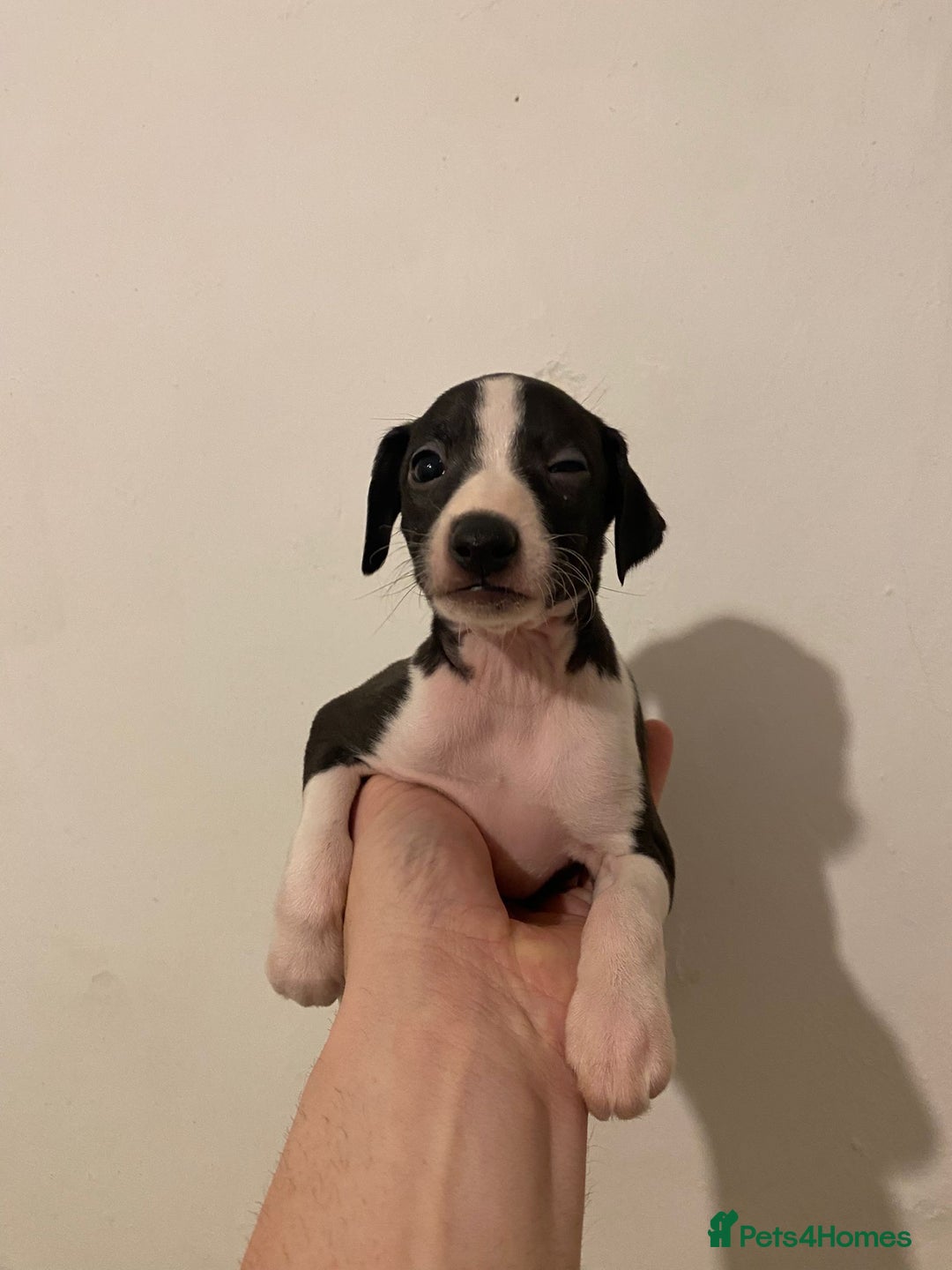 Italian Greyhound dogs for sale: Italian greyhound pups  - Advert 5