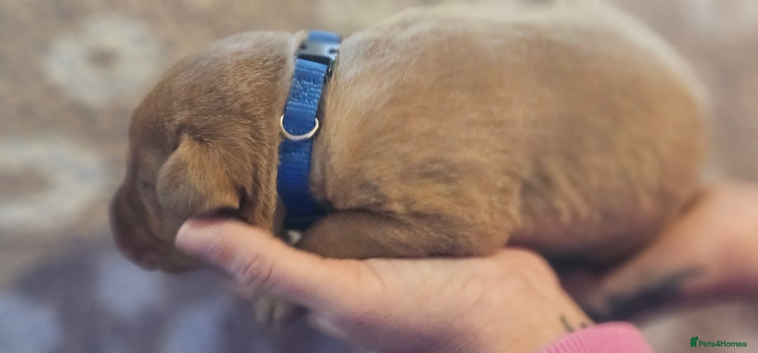 Labrador Retriever dogs for sale: KC Fox Red Labrador Puppys - Advert 37