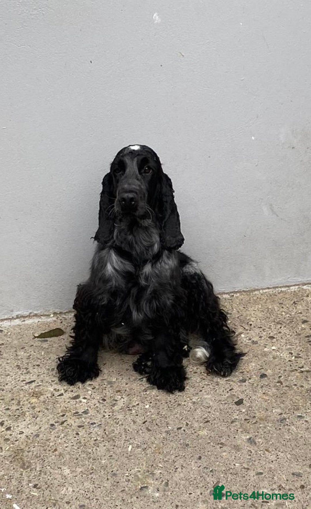 Cocker Spaniel dogs for sale: KC Registered Cocker Spaniel Pups For Sale - Advert 8