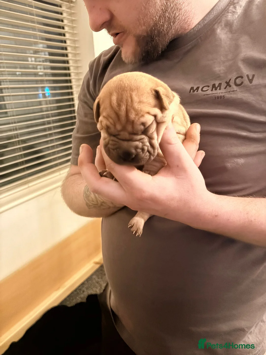 Shar Pei dogs for sale: Shar Pei Puppies looking for forever homes - Advert 24