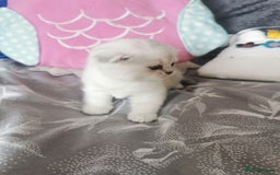 Scottish Fold cats for sale: Scottish Fold/Straight Kittens  - Image 26