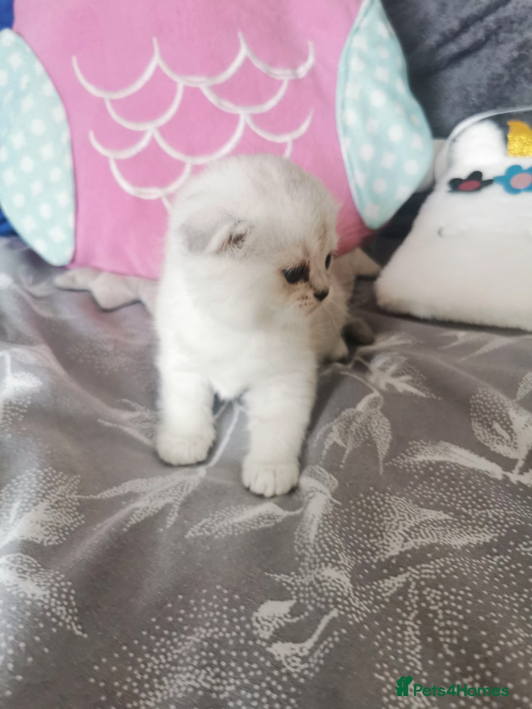 Scottish Fold cats for sale: Scottish Fold/Straight Kittens  - Image 26