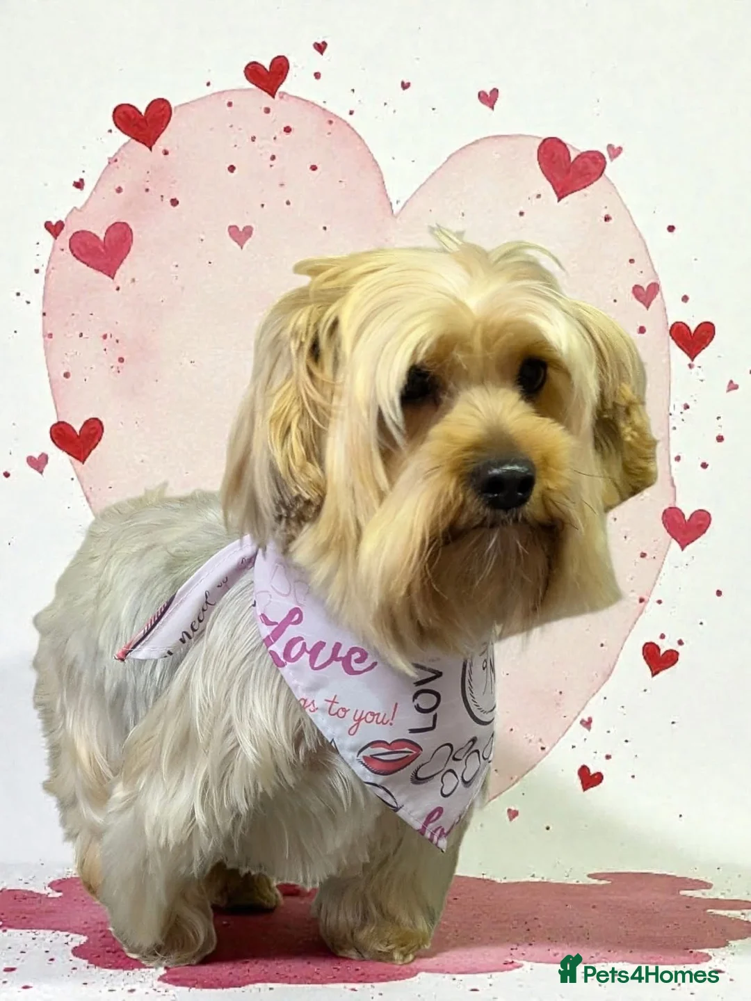 Yorkshire Terrier dogs for sale: Yorkshire Terrier Puppies for sale - Advert 2