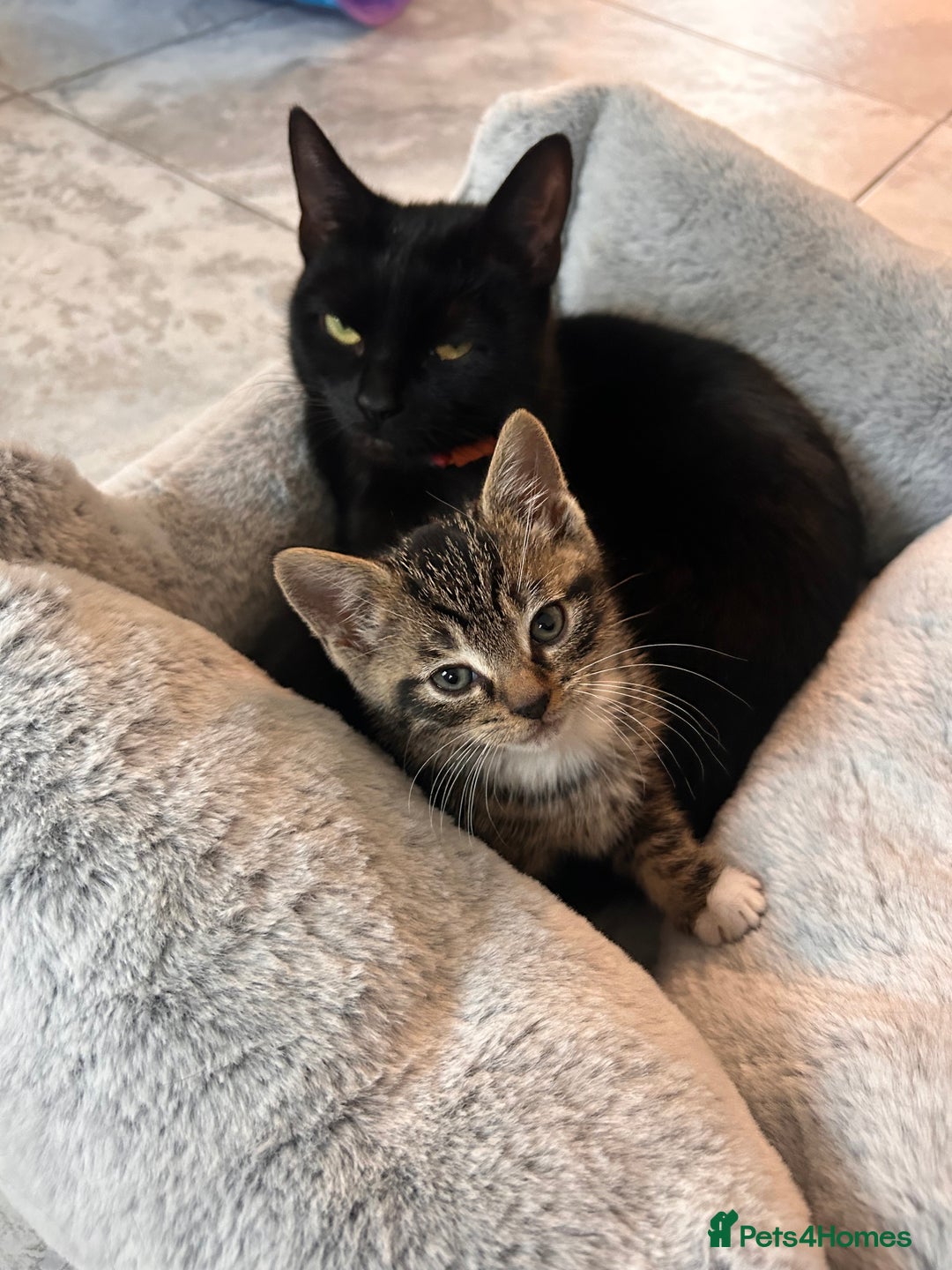 Mixed Breed cats for sale: 3 month old tabby  - Advert 6