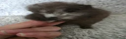 Guinea Pig rodents for sale: Swiss boys - Advert 9