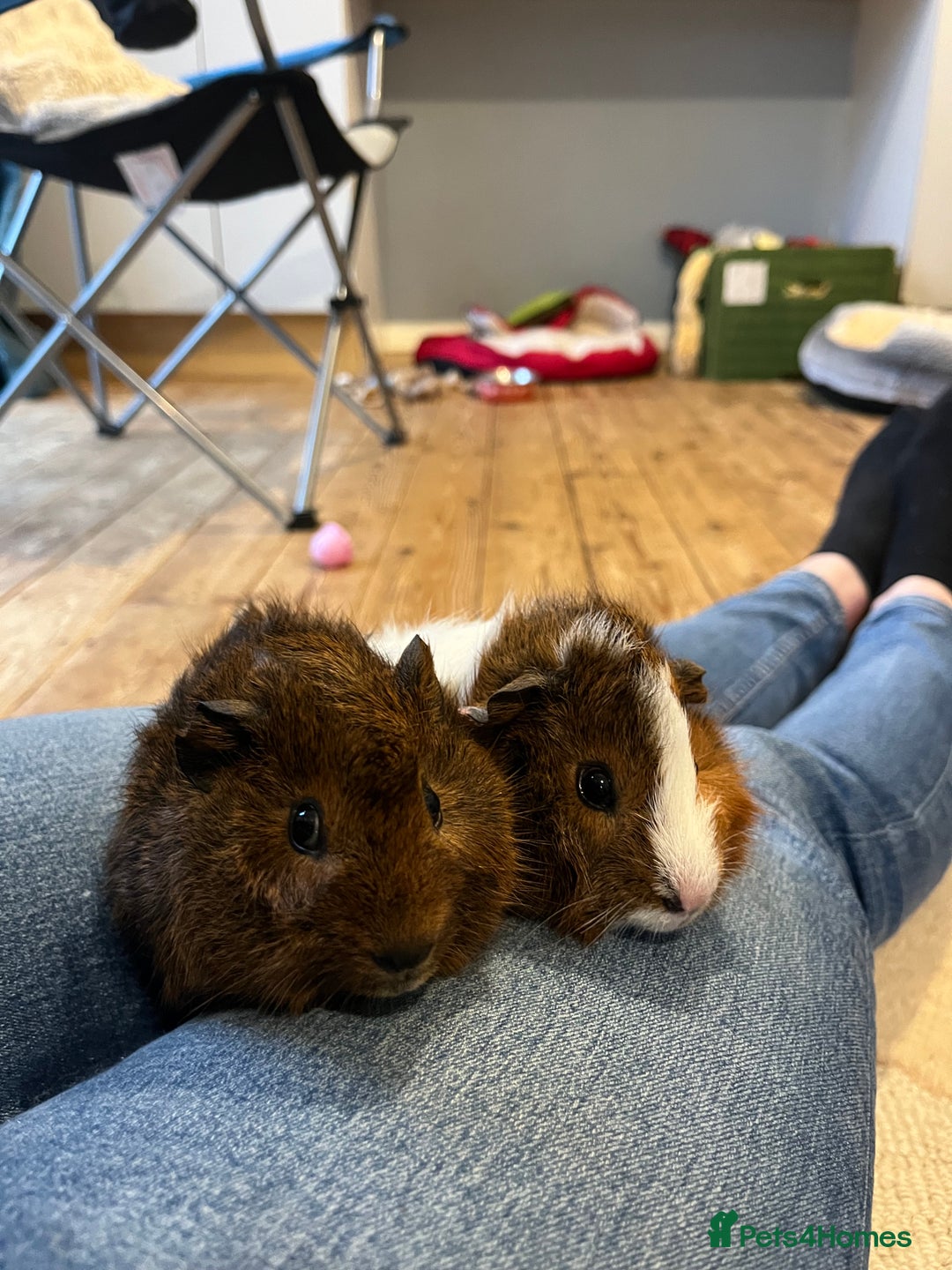 Guinea Pig rodents for sale: Baby Guinea pigs  - Advert 2
