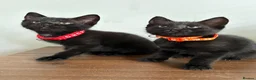 Mixed Breed cats for sale: 4 kittens looking for their forever home  in Bath - Advert 3