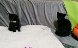 Mixed Breed cats for adoption: 💙🐱 OREO & SHADOW 😺💙 - Image 22