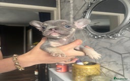 French Bulldog dogs for sale: French bulldog puppies 3 boys 2 girls  - Image 7