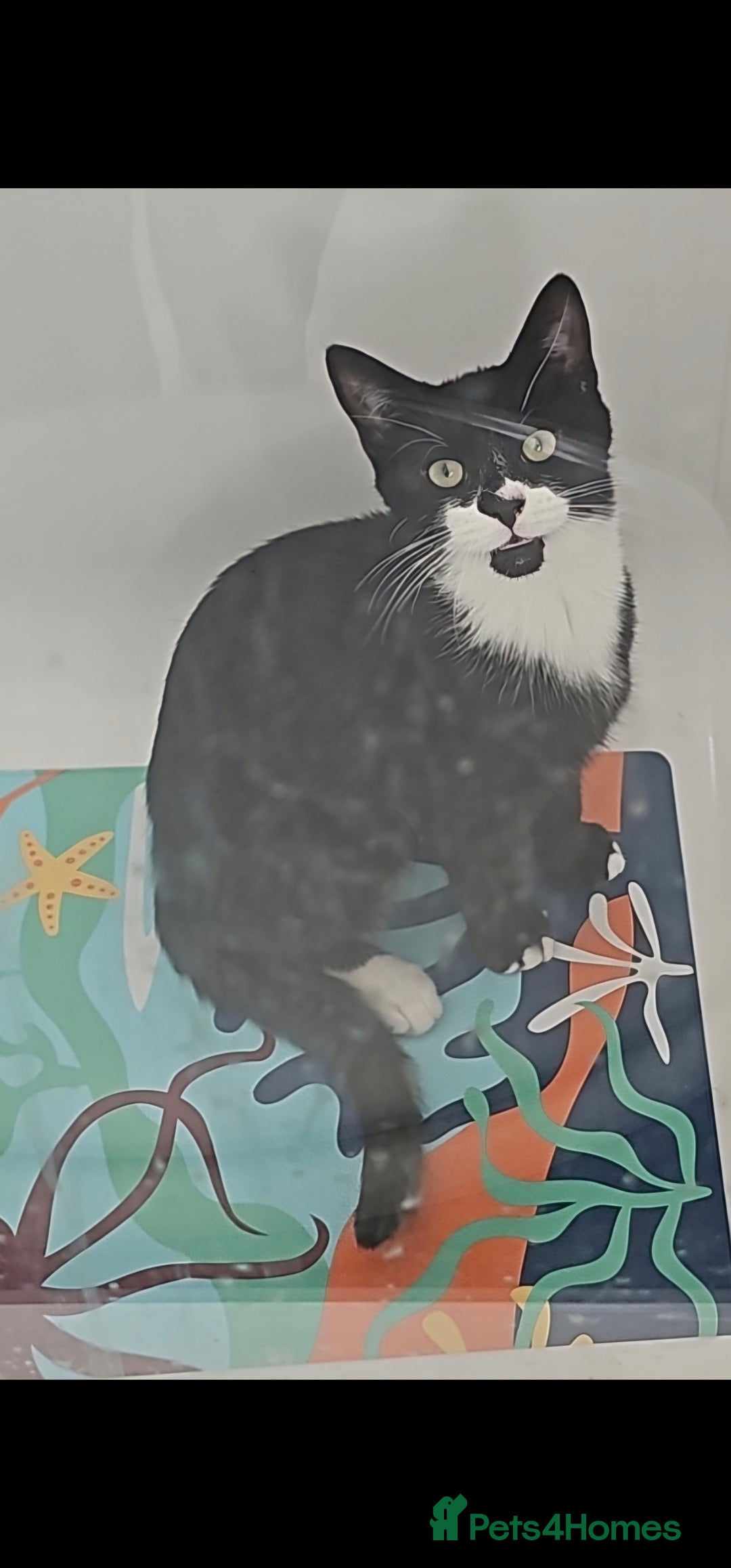 Domestic Shorthair cats for sale: Bruno and Bodie - Image 3