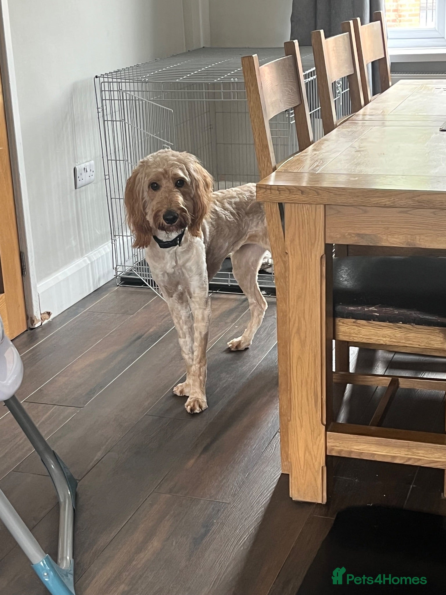 Irish Doodle dogs Bella  - Advert 3