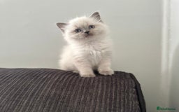 Ragdoll cats for sale: Amazing grace blue eye ragdolls - Image 7