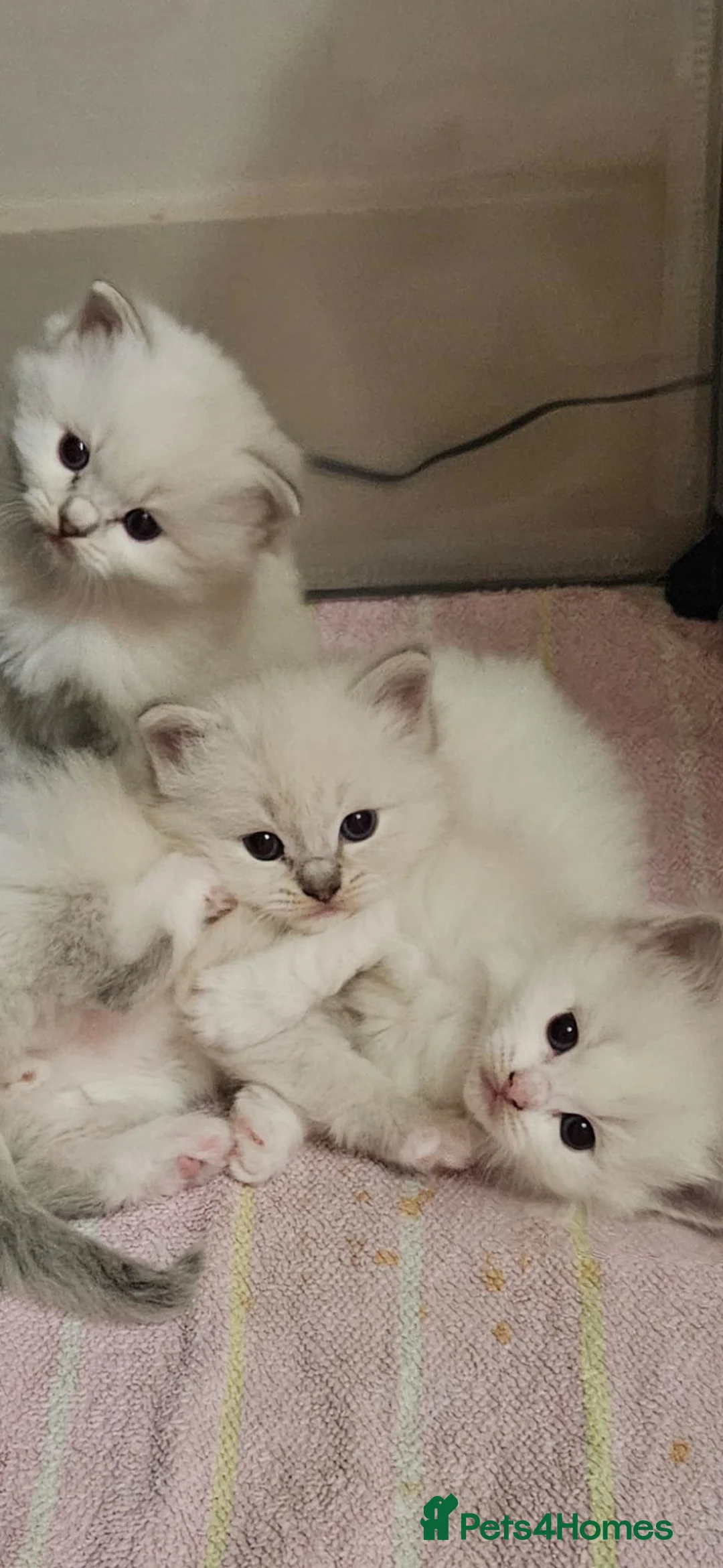 Ragdoll cats for stud: G.Champion✅GCCF/TICA Reg✅FIV/FELV/DNA✅Ragdoll stud in London - Advert 28