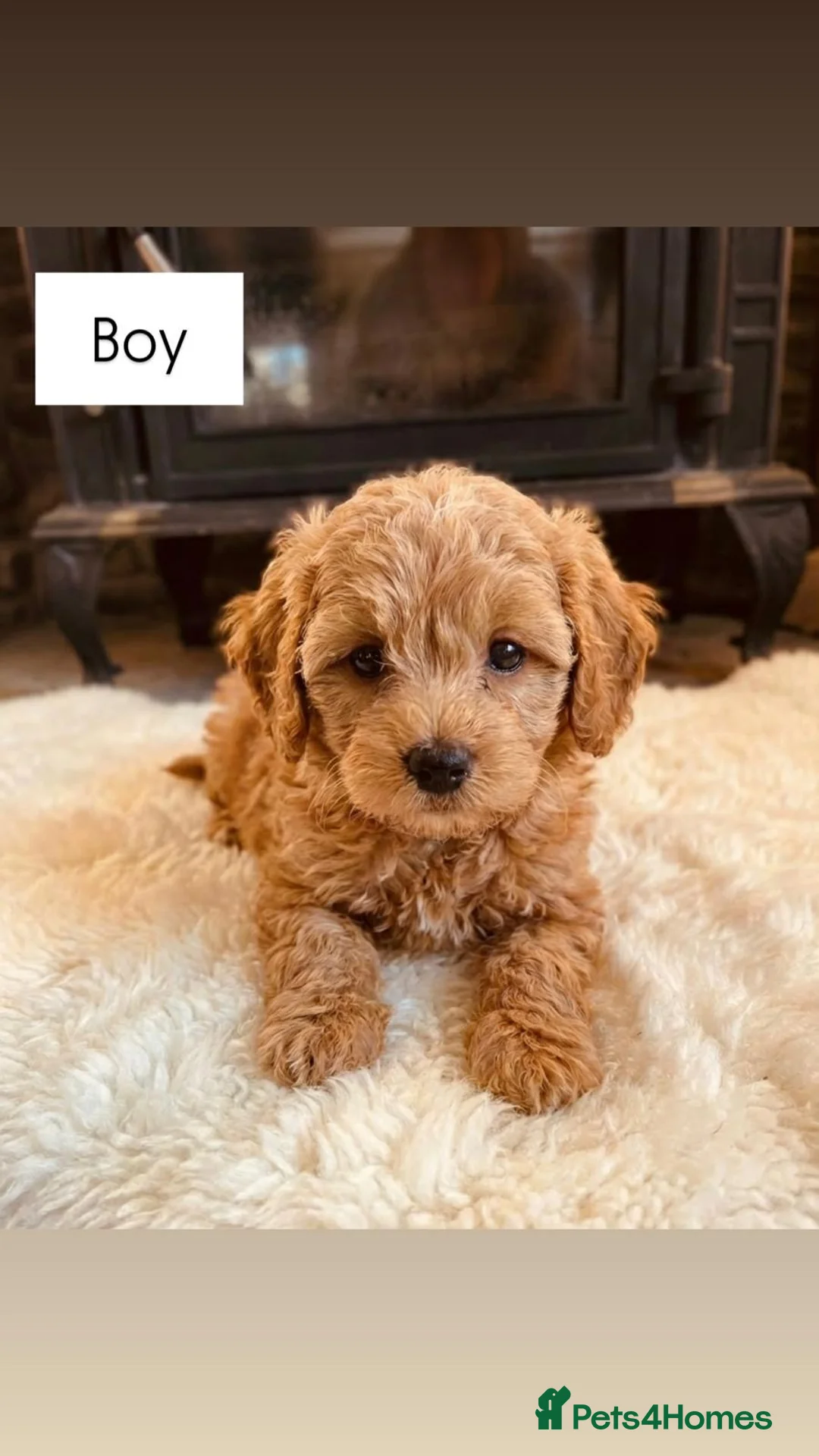 Poochon dogs for sale: Outstanding F1 Poochon puppies - Advert 2