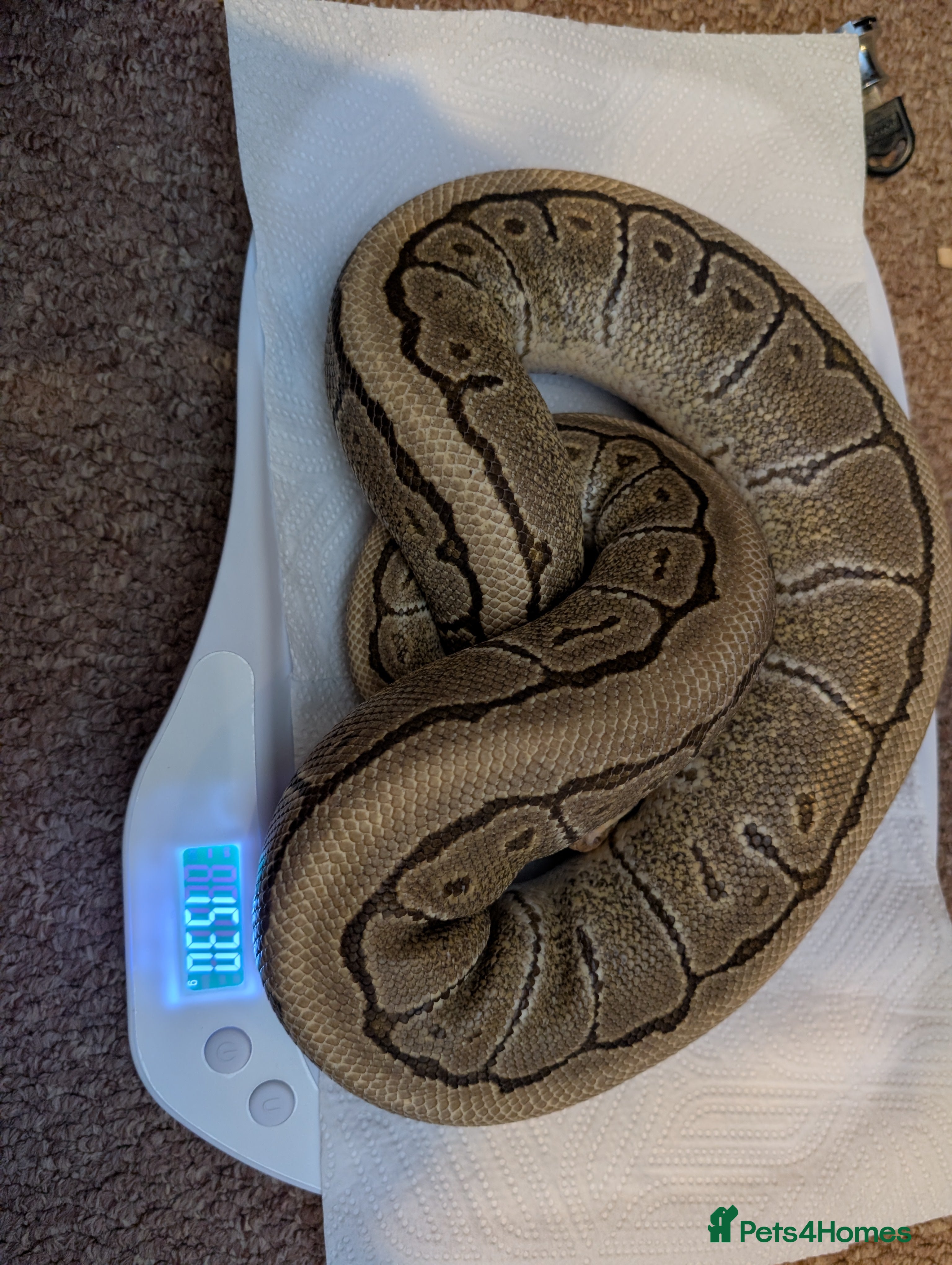 Python Snake reptiles Reptiles for sale  - Advert 14