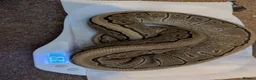 Python Snake reptiles for sale: Reptiles for sale  - Advert 7