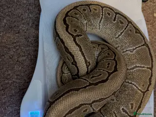 Python Snake reptiles Reptiles for sale - Advert 12