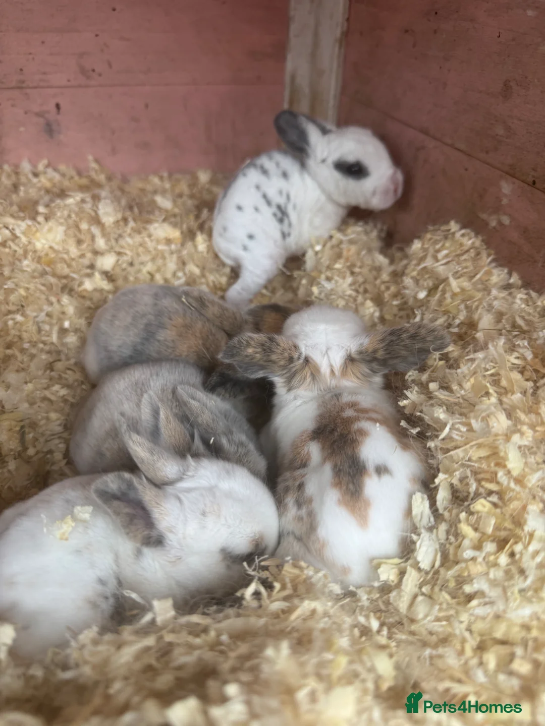 English Spot rabbits for sale: Bunnies  for sale  - Advert 1