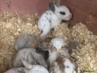 English Spot rabbits Bunnies for sale - Advert 8