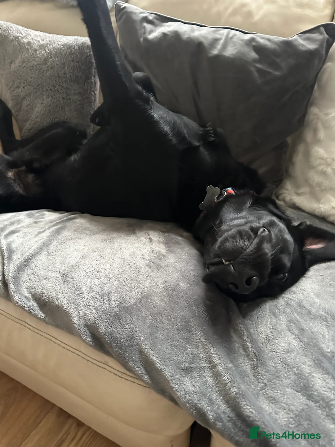 Goldador dogs for sale: Beautiful Goldador Pups  - Advert 15