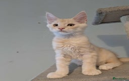 Maine Coon cats for sale: Cream boy maine coon  - Image 3