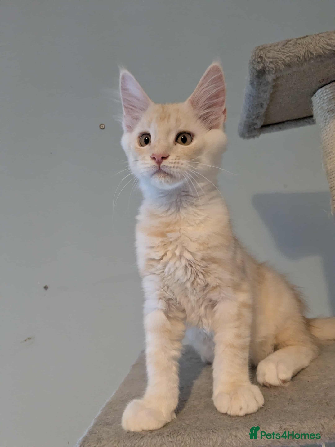 Maine Coon cats for sale: Cream boy maine coon  - Image 3