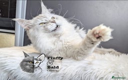 Maine Coon cats for sale: Blue shaded stud boy  - Image 3