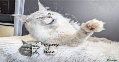 Maine Coon cats - Advert 9