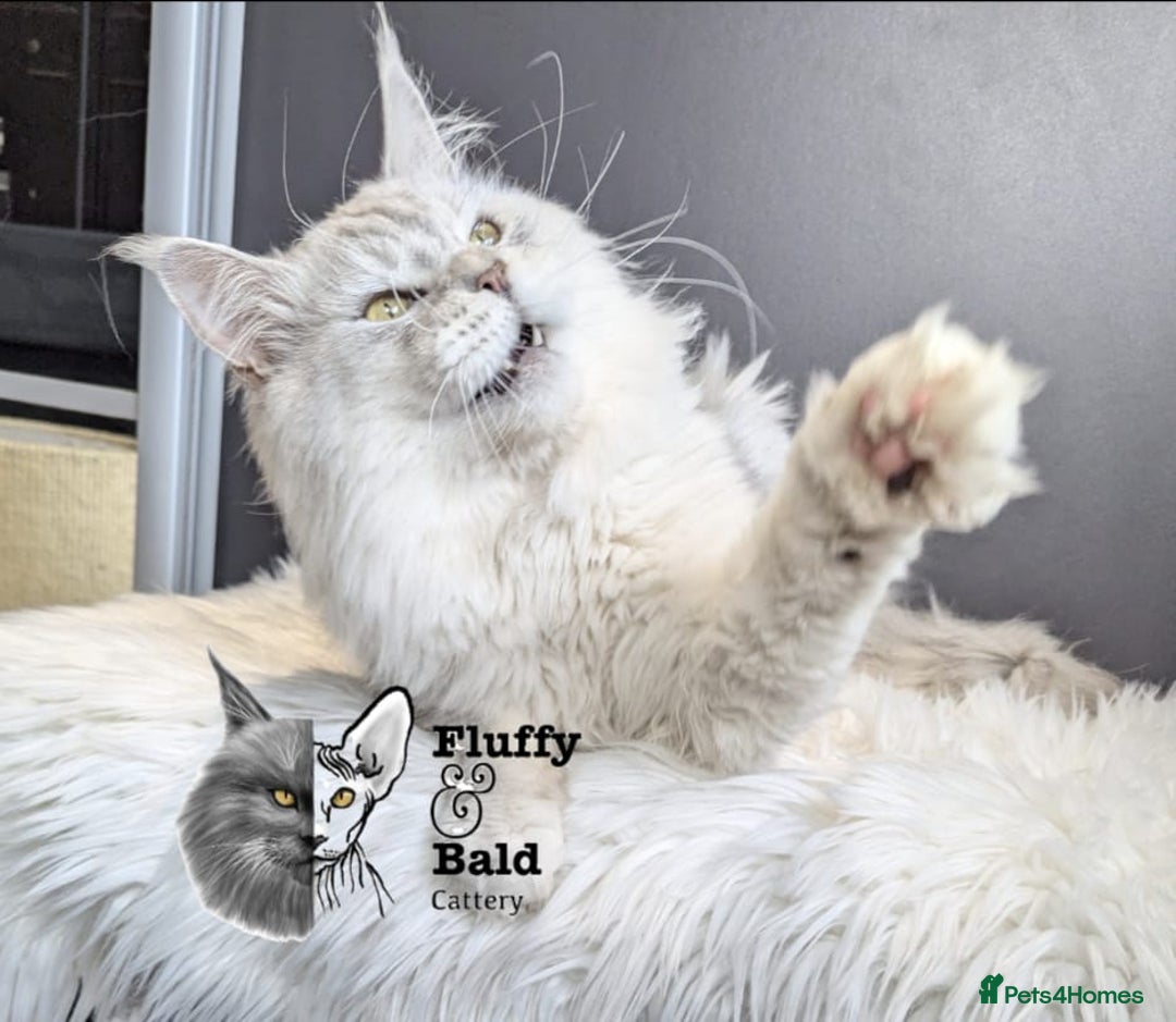 Maine Coon cats for sale: Blue shaded stud boy  - Image 3