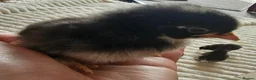 Chickens poultry for sale: Pekin Bantam Chicks - Advert 3