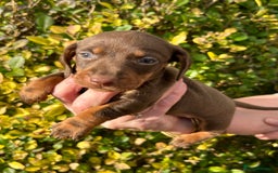 Miniature Dachshund dogs for sale: Kc reg mini dachshunds - Image 14