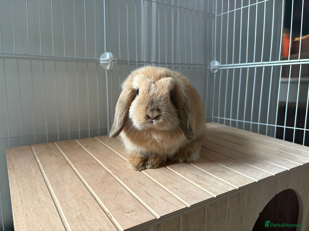 Mini Lop rabbits for sale: 2 beautiful male mini lops with full setup - Image 5