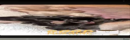 Saluki dogs for sale: Saluki Greyhound Puppies in Crook - Advert 10