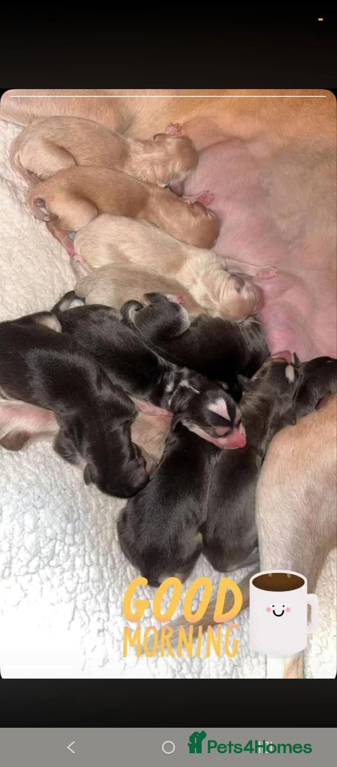 Saluki dogs for sale: Saluki Greyhound Puppies in Crook - Advert 10