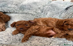Cavapoo dogs for sale: 5⭐️⭐️⭐️⭐️⭐️F1b Curly Teddy Cavapoo’s DNA/heart  - Image 19