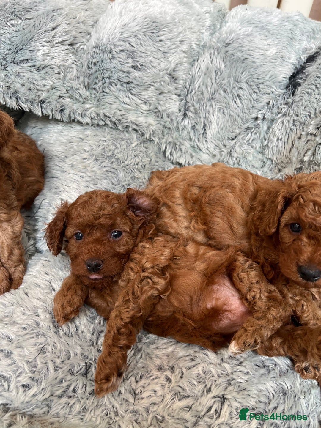 Cavapoo dogs for sale: 5⭐️⭐️⭐️⭐️⭐️F1b Curly Teddy Cavapoo’s DNA/heart  - Image 19