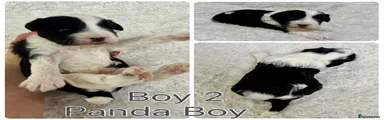 Panda boy