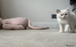 Ragdoll cats for sale: GCCF Registered Ragdoll Kittens Available! 🐾 in Taunton - Image 25