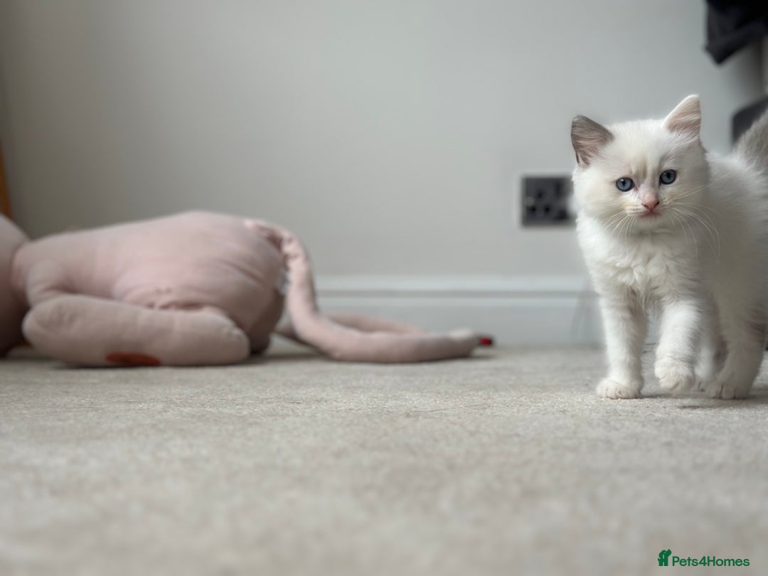 Ragdoll cats for sale: GCCF Registered Ragdoll Kittens Available! 🐾 in Taunton - Image 25
