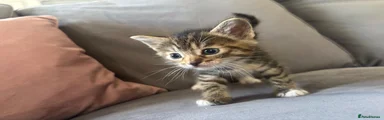Ragdoll 2