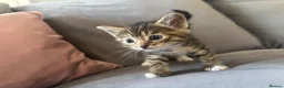 Ragdoll cats for sale: Lovely kittens for sale - Advert 6