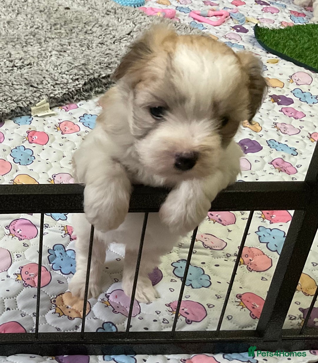 Coton De Tulear dogs for sale: Coton de Tulear Girls - Image 6