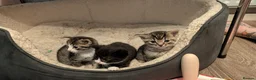 Domestic Shorthair cats for sale: 3 adorable kittens in need of loving home  in Walsall - Advert 3