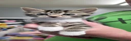Mixed Breed cats for sale: 6 beautiful baby kittens/ mum x bengal - Advert 13