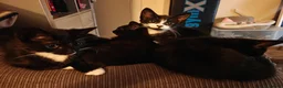 Mixed Breed cats for sale: Adorable kittens - Advert 23