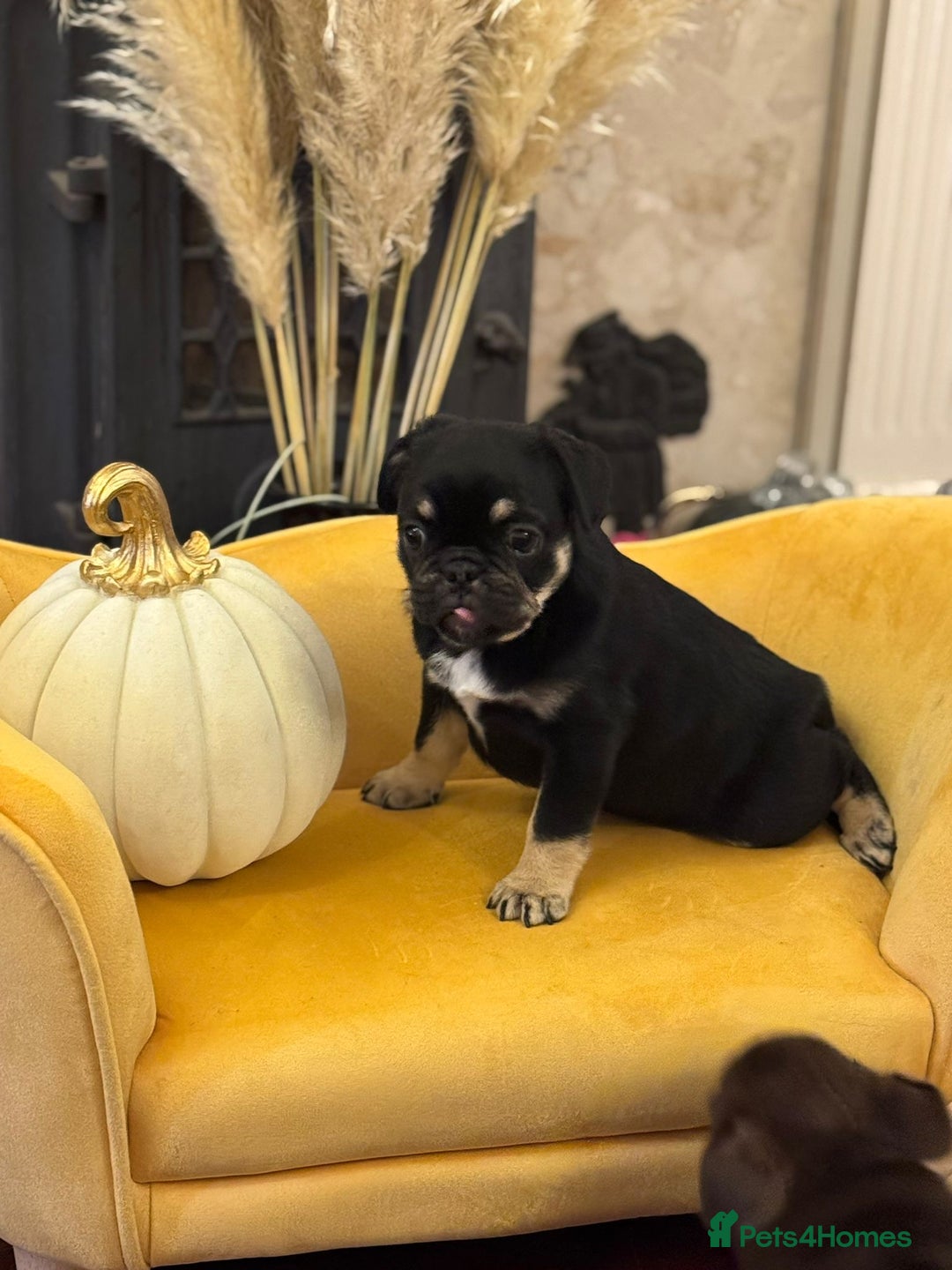 Frug dogs for sale: Frug Puppy **1 left** - Advert 4