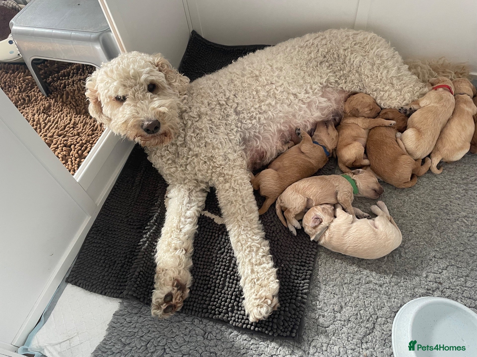 Labradoodle dogs Labradoodle Puppies For Sale - Advert 1