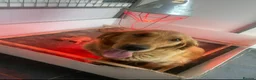 Golden Retriever dogs for sale: Golden Retriever puppies.  - Advert 2