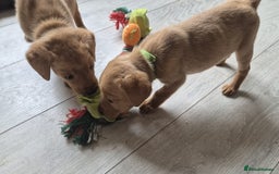 Labrador Retriever dogs for sale: Top quality KC registered labrador pups  - Image 11